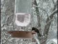 videos de Wintering Hummingbirds