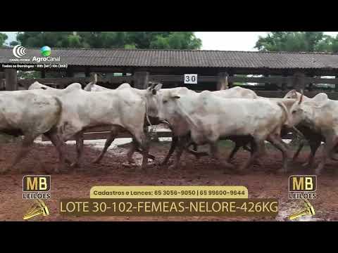 527� LEIL�O VIRTUAL MB LEIL�ES