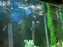 my pet arowana part two