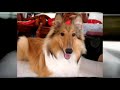 Small Breeds Dog - 03 Small Breeds Dog - 03