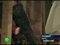 Видеоновость Наступил Новый год по восточному календарю | Ночью Китай пережил нашествие Дракона
