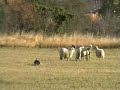 071020 IK1 Arwen