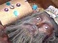 اكتشاف مقبرة أثرية في اربيل بالعراق 2009