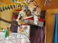 Bird room tour