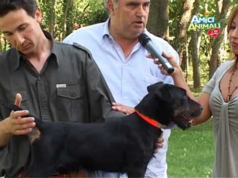 jagd terrier