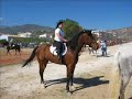 Akrata Horses From Greece - 25-5-2008