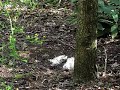 Les oiseaux pr�f�rent sculpter discr�tement.