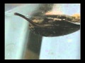 Rare video shows a mussel has stick-to-itiveness