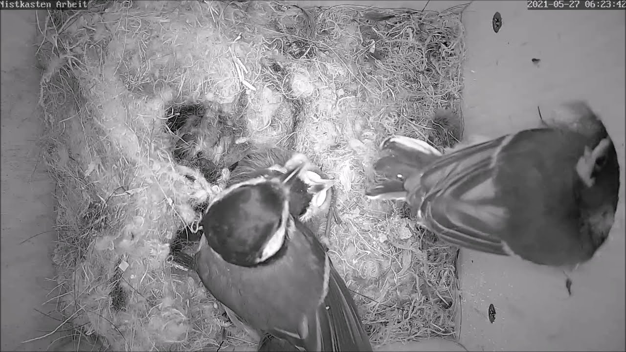 Der große Tag: Beide Küken verlassen den Nistkasten | Tag 20 | 27.05.2021