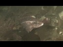 20081019 - Afroditi-P