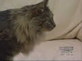 Singing Cat Silent Night TV Interview