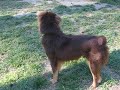 Barcardi (ARPH # 9551)