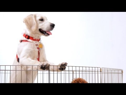 how to care a puppy