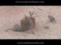 Battle at Quail Block