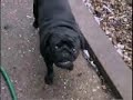 Fonzy plays in the Snow! Fonzy plays in the Snow!