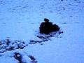 videos de Woohoo! First Snoooow!
