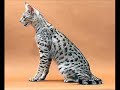 10 most cost animals!