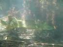 Scuba Diving Ruinerwold (Part 4)