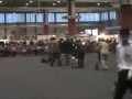 dog show alicante 2007   3th terrier group
