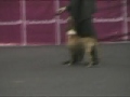 dog show alicante 2007   3th terrier group
