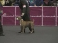 dog show alicante 2007   3th terrier group