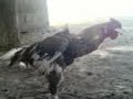 ديك يتقن البرعه اليافعيه ( لقطه مضحكه )ارق التحاياعمر اليافعي