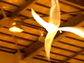 Strange RC ornithopter Strange RC ornithopter
