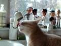 videos de Al, the cat, drinking from the sink