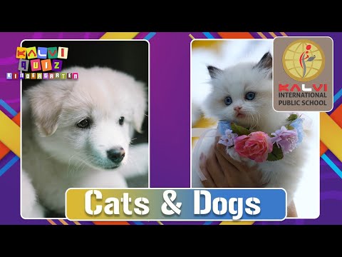 Kalvi Quiz Kindergarten - Episode 6 - Cats & Dogs - Pet Animals