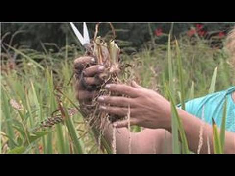 how to plant iris bulbs