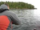 COHO