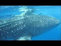 Swiming with a whale shark in Maldives