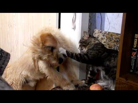 I Can Has Cheezburger -