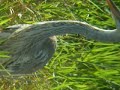 Heron