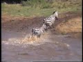 Zebras and crocodiles in Kenya 1996
