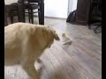 Goffi and the dog