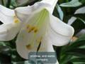 Lilies at the Front of the Church, a poem by Peter Menkin