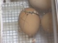 Chick Hatching #3, 11:15 AM, August 24, 2009