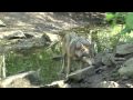 Blijdorp Wolvenvallei HD :: Blijdorp Wolvenvallei HD.