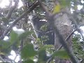 Indri singing