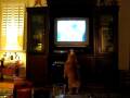 videos de Dogbook Movie: Winnie and UGA