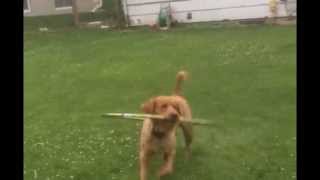 Golden Retriever Uses Hula Hoop..#ImDone