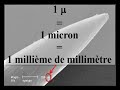 Microscopie et biologie