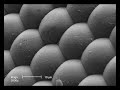 Microscopie et biologie