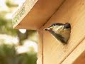 Great Tit?02