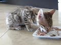 My adorable bengal kitten eating and talking. Playmate's new kitten. So cute, he copys us when we talk. You can clearly hear his voice. So fun.