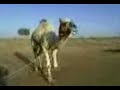 funny arabic