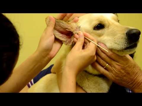 how to get rid ear infection