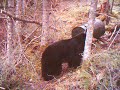 Sow and cub Spring 2011 Newfoundland