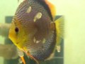 Guarda video